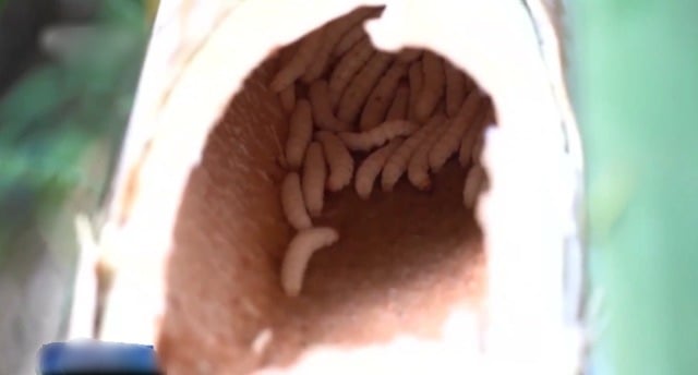 逾3KG活虫塞裤内！ 3女游客欲走私竹虫被逮