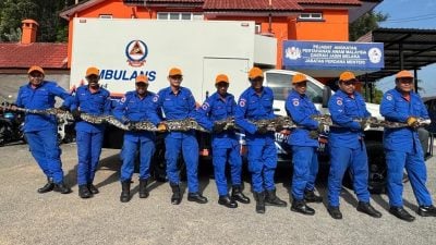 野新民防部队成功捕捉长6.5米 重约100公斤巨蟒