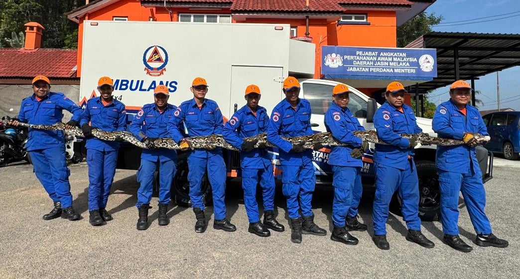 野新民防部队成功捕捉长6.5米重约100公斤巨蟒