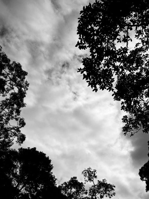 香港5级大火｜郑秀文感无助悲痛 泪水中为灾民祈祷 