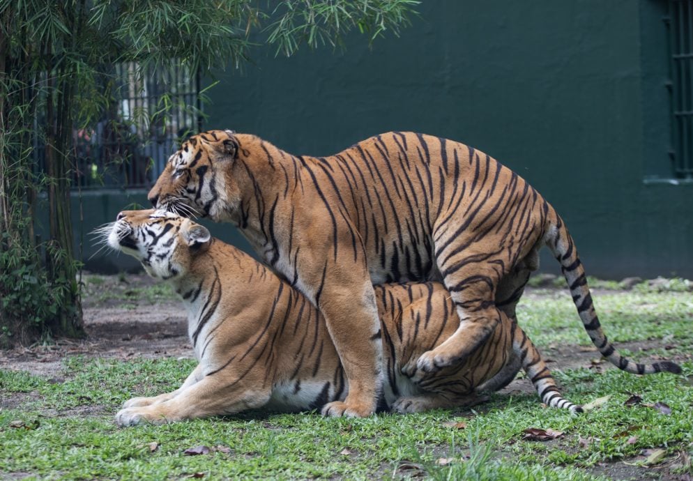 马来虎当众秀恩爱