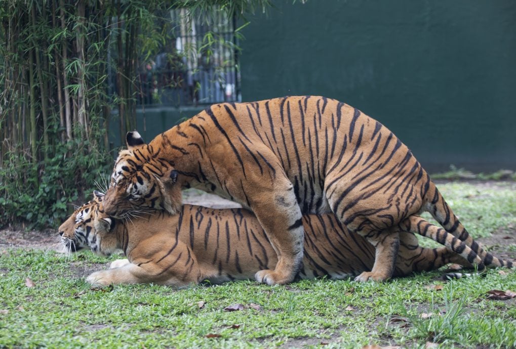 马来虎当众秀恩爱