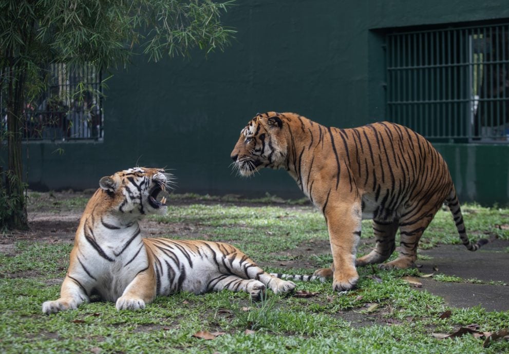 马来虎当众秀恩爱