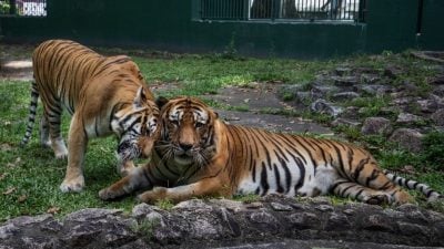 马来虎当众秀恩爱