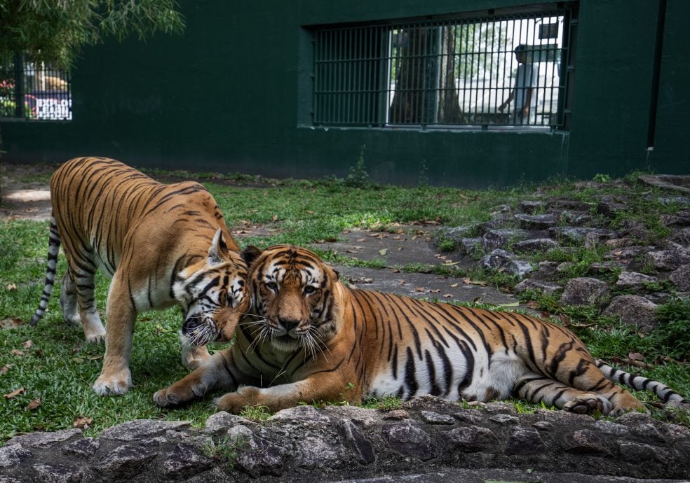 马来虎当众秀恩爱