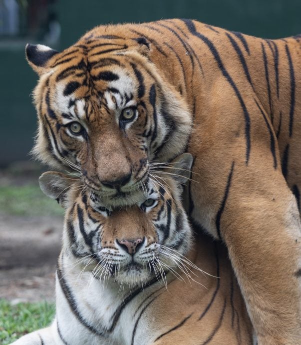 马来虎当众秀恩爱