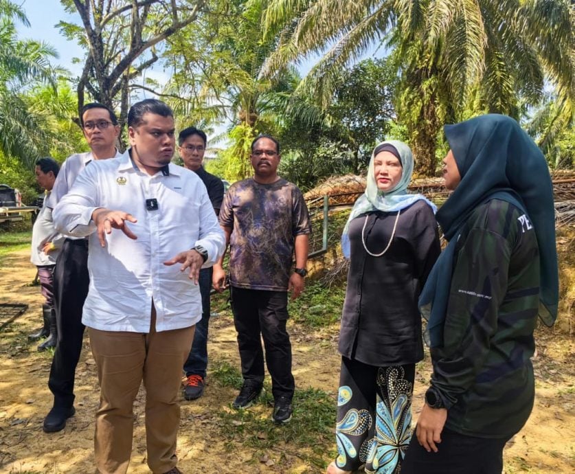 龙岗山现虎踪 野生动物局封山设陷阱捕虎