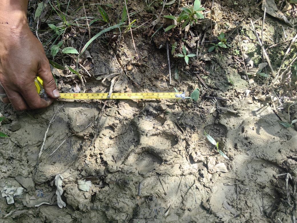 龙岗山现虎踪 野生动物局封山设陷阱捕虎