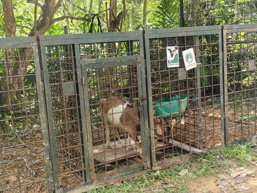 龙岗山现虎踪 野生动物局封山设陷阱捕虎