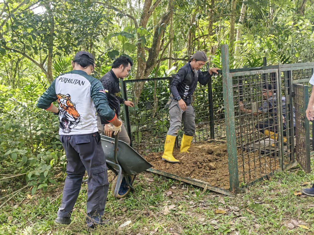 龙岗山现虎踪 野生动物局封山设陷阱捕虎