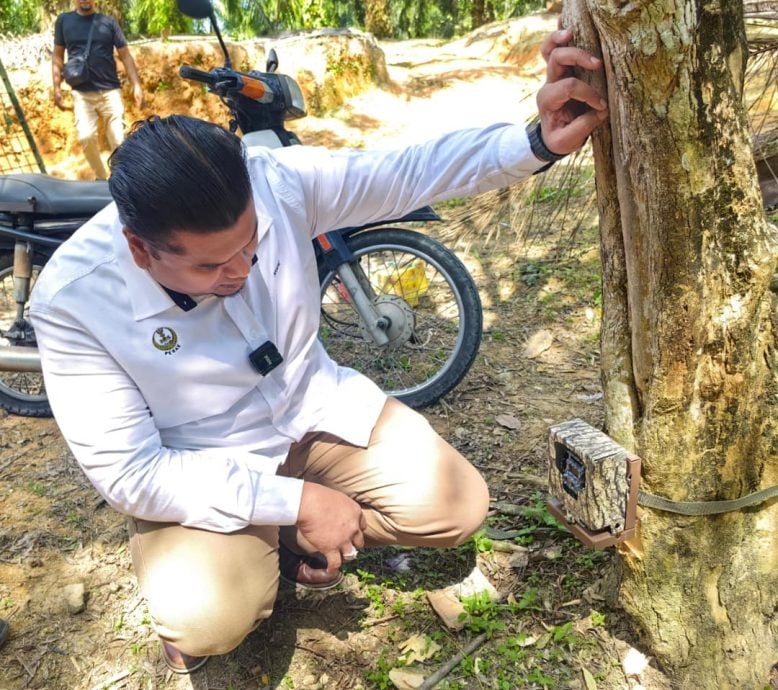 龙岗山现虎踪 野生动物局封山设陷阱捕虎