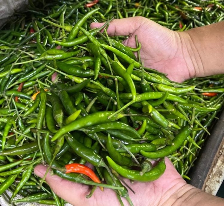 （古城封面主文）​蔬菜整体价格过去两周暴涨，涨幅介于50%至200%不等