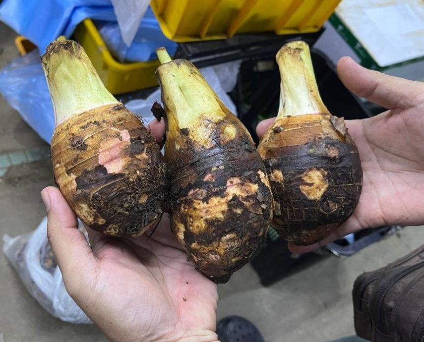 （古城封面主文）​蔬菜整体价格过去两周暴涨，涨幅介于50%至200%不等