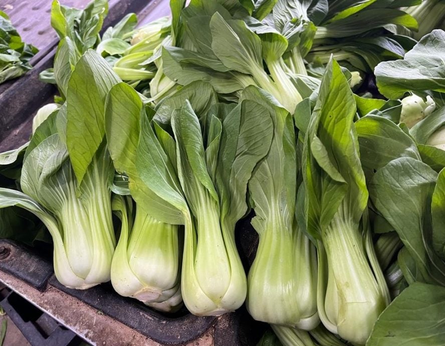 （古城封面主文）​蔬菜整体价格过去两周暴涨，涨幅介于50%至200%不等