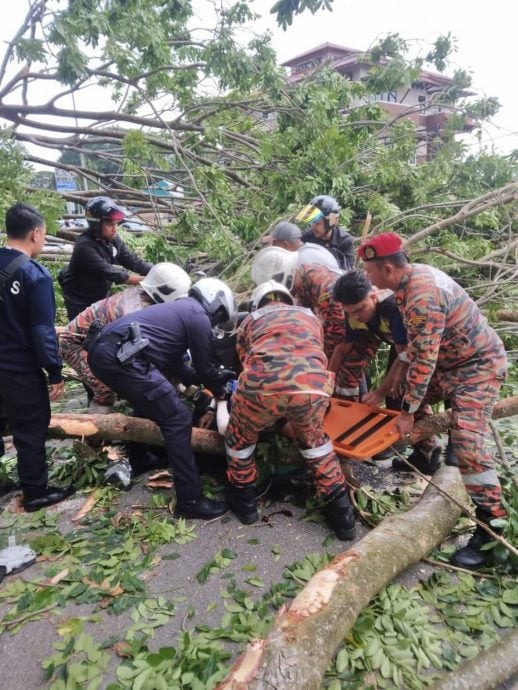 (古城版)大树倒下,1死1伤