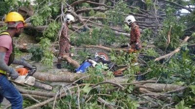 摩托轿车行驶中  树倒压死骑士司机伤