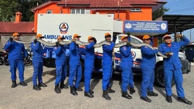 巨蟒闯甘榜住家  民防部队出动捕捉 