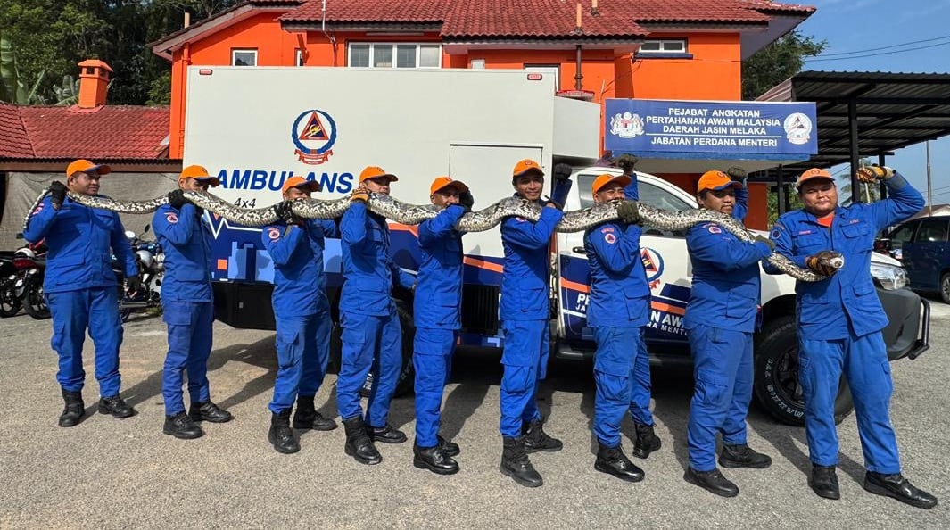 (古城第七版主文/签发)野新民防部队成功捕捉长6.5米重约100公斤巨蟒