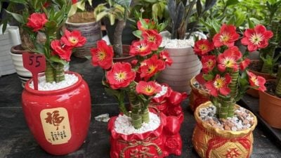 业者：争取充裕时间带动购买力   年花提早上架抢市