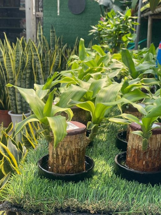 （古城第四版主文）水泥森林里，绿意依然有容身之处