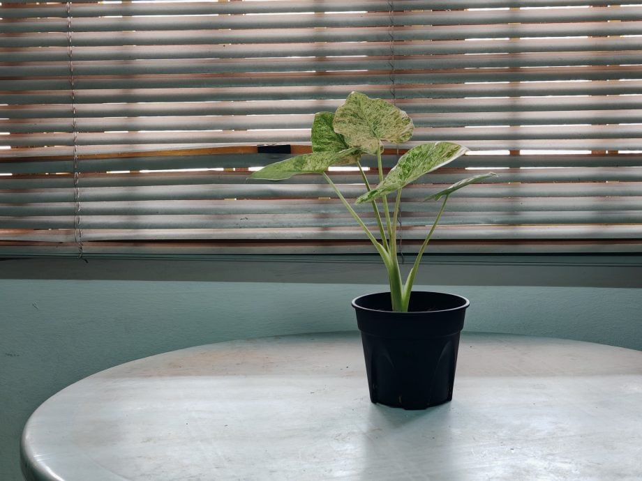 （古城第四版主文）水泥森林里，绿意依然有容身之处