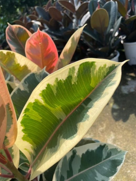 （古城第四版主文）水泥森林里，绿意依然有容身之处