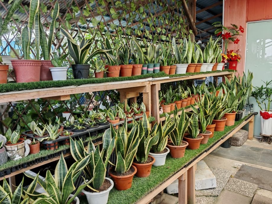 （古城第四版主文）水泥森林里，绿意依然有容身之处