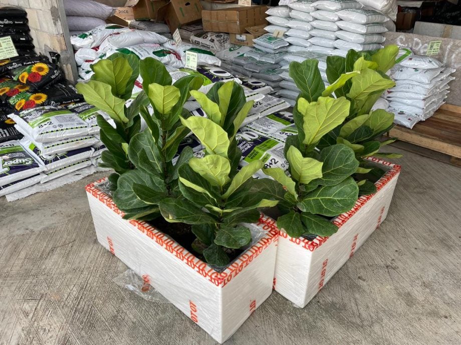 （古城第四版主文）水泥森林里，绿意依然有容身之处