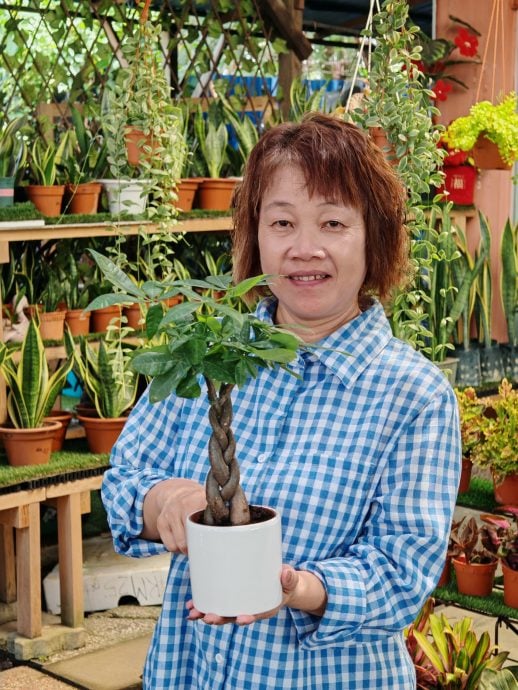 （古城第四版主文）水泥森林里，绿意依然有容身之处