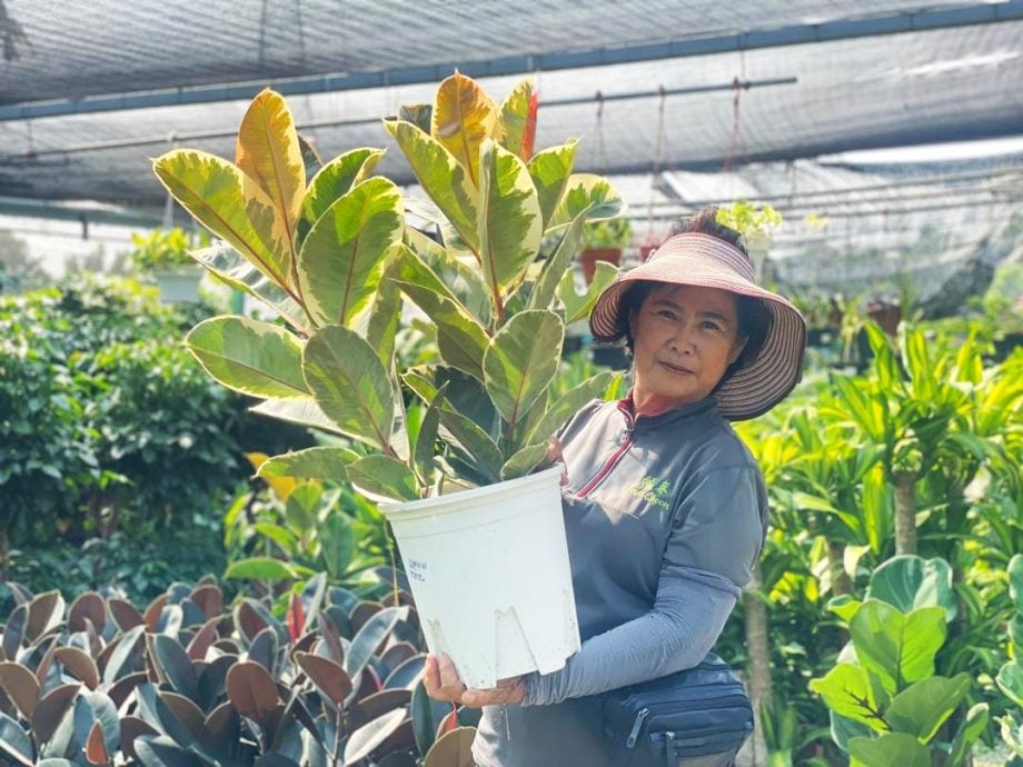 （古城第四版主文）水泥森林里，绿意依然有容身之处