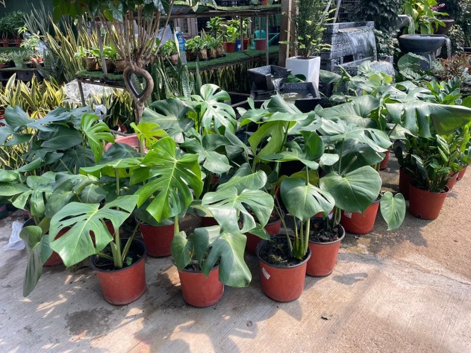 （古城第四版主文）水泥森林里，绿意依然有容身之处