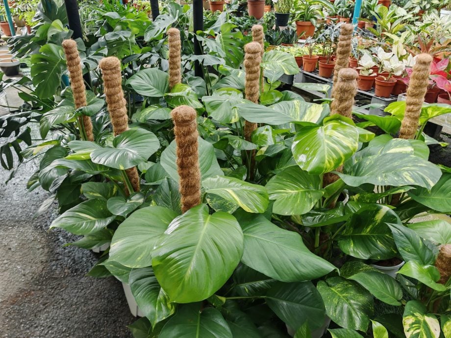 （古城第四版主文）水泥森林里，绿意依然有容身之处