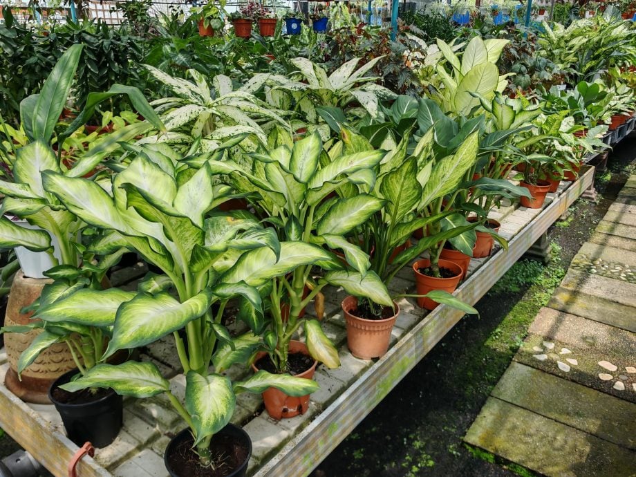 （古城第四版主文）水泥森林里，绿意依然有容身之处