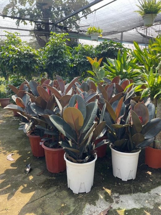 （古城第四版主文）水泥森林里，绿意依然有容身之处