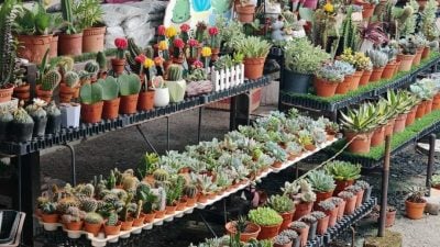 室内绿植净化心灵   在家也能呼吸到新鲜空气