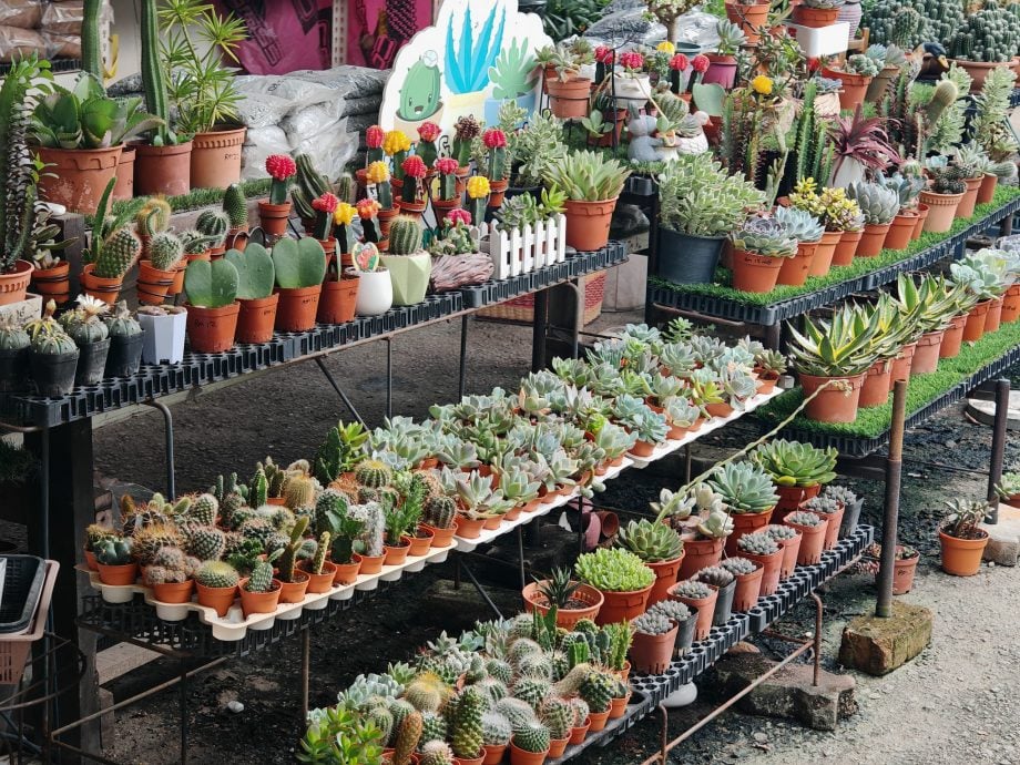 （古城第四版主文）水泥森林里，绿意依然有容身之处