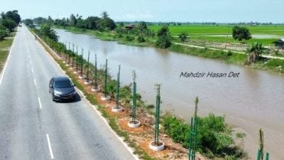 运河旁道路种竹种树 作为暂时性防护措施