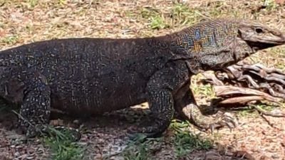 逾3尺的四脚蛇未被捉   居民人心惶惶