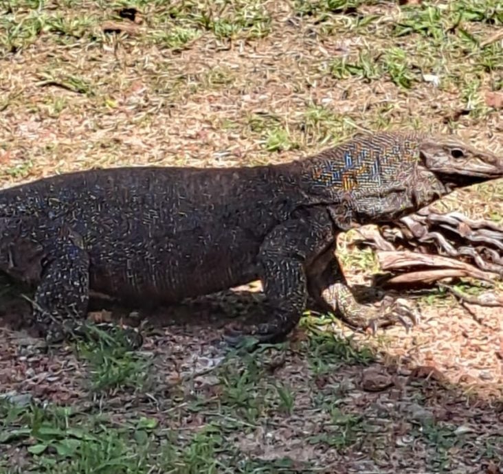 (大北马)吉北日得拉北方学院岭住宅区附近发现一条长逾3尺的四脚蛇,引起居民恐慌。