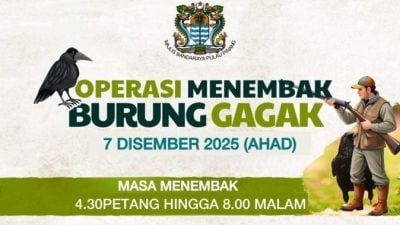 新港区明日射杀乌鸦　民众受促注意