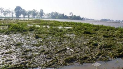 水灾毁稻田香甜芒果树  玻州损失1.5亿令吉
