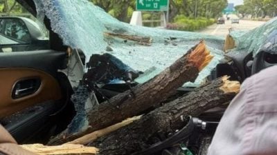 拖车撞树枝干砸穿电召车 七旬司机逃一劫