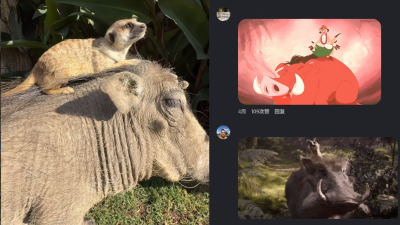 不是AI！疣猪狐獴友爱互动 《狮子王》剧情真实存在！