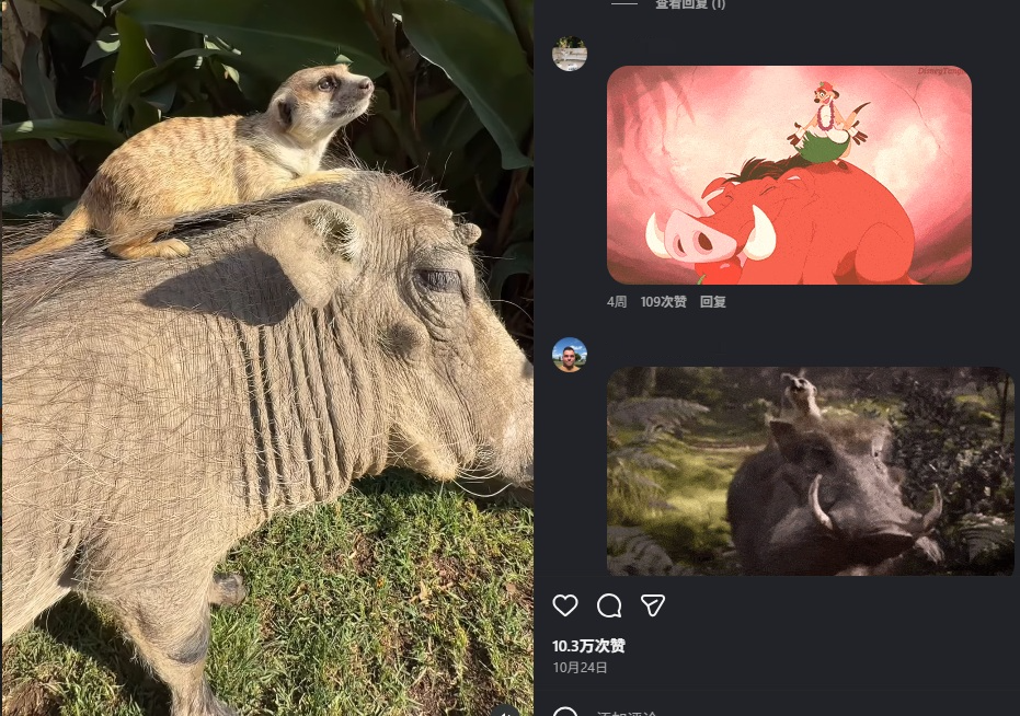 (网闻)不是AI!《狮子王》剧情 真实存在!