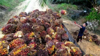 创6年半新高 棕油11月库存大起13%