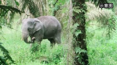 野生动物局在彼咯区 捕获一头40岁野象