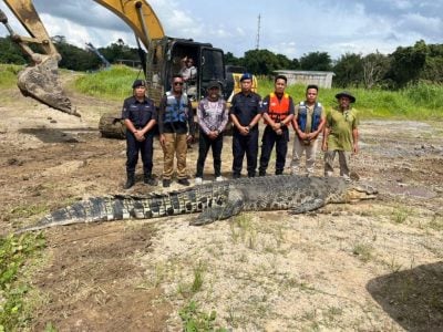 县长提醒沿河居民留意 . 林梦3鳄鱼被捕获