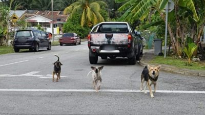 森州议会 | 捕杀浪狗半年未见成效 卡玛鲁要求公开数据