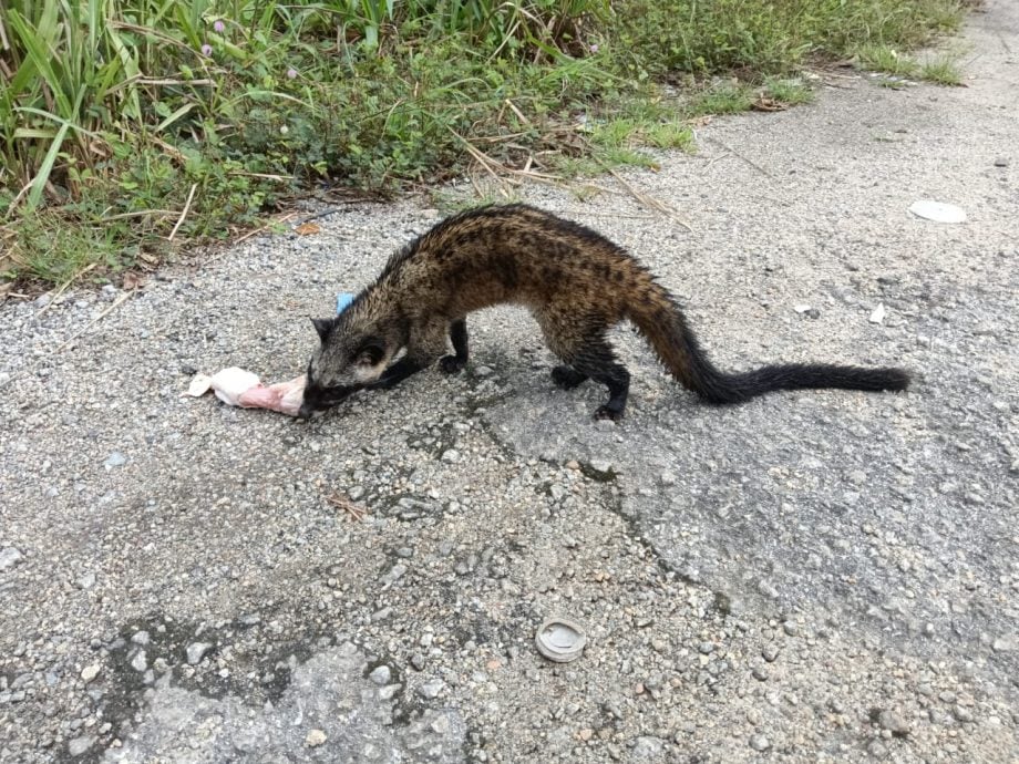 NS马口／果子狸出现商业区，获茶客相救放生