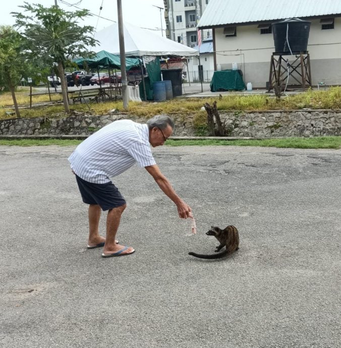 NS马口／果子狸出现商业区，获茶客相救放生